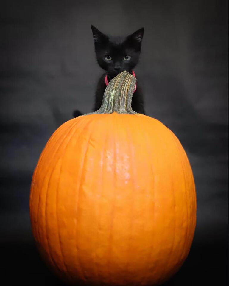 Young Williams to bring adoptable cats during ‘BOO! at the Zoo’ event ...