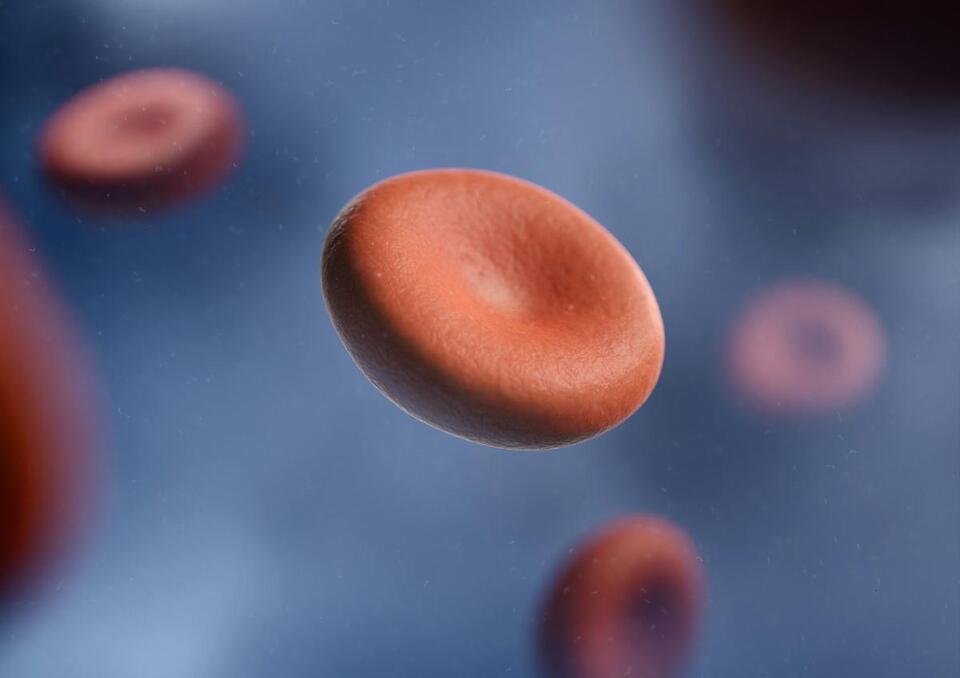 Your Red Blood Cells Throw Out Their Own Nucleus to Carry More Oxygen ...