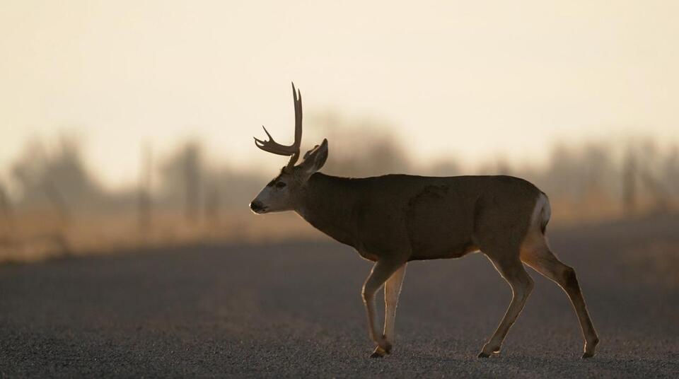 November Brings Peak Deer Collision Risk Across Utah As Darkness ...
