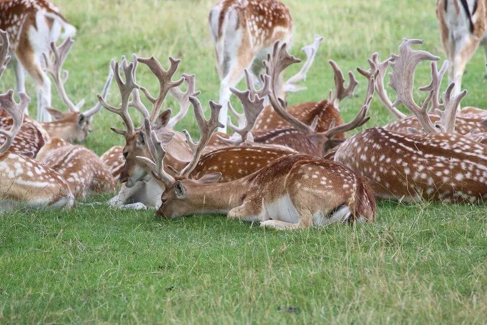 Deer Collision Liability Laws in New Hampshire: Insurance, Fault, and ...