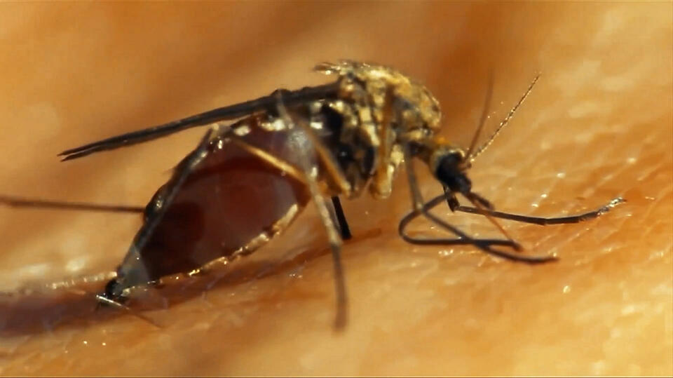 Department of Public Health announces additional West Nile virus outbreaks