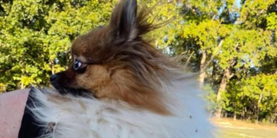 Crews rescue dog trapped in cave in Christian County, Mo. - NewsBreak