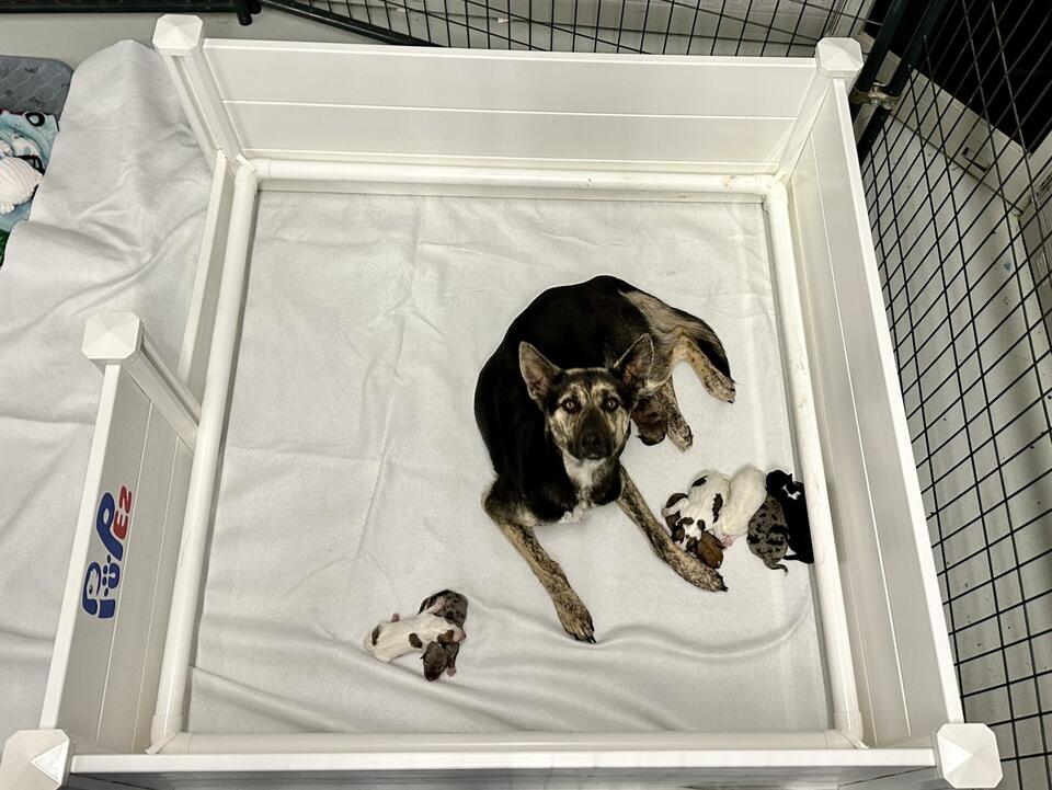 Rescued pregnant dog gives birth to nine puppies after southeast ...