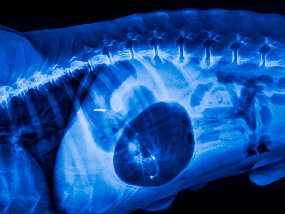 Stomach twisting in dogs is a 'dire emergency' where every minute counts
