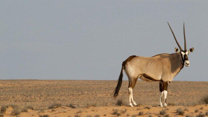 6 Unique Animals That Thrive in the Harshest Desert Environments ...