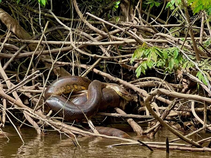 Scientists Just Discovered The World’s Biggest Snake In The Amazon Rainforest