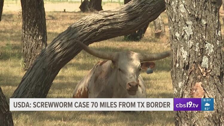 Growing concern for cattle, livestock as invasive flesh-eating parasite ...