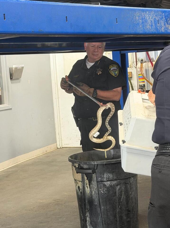 No rattling, just resisting: Bull snake leads Riverton police on unusual call
