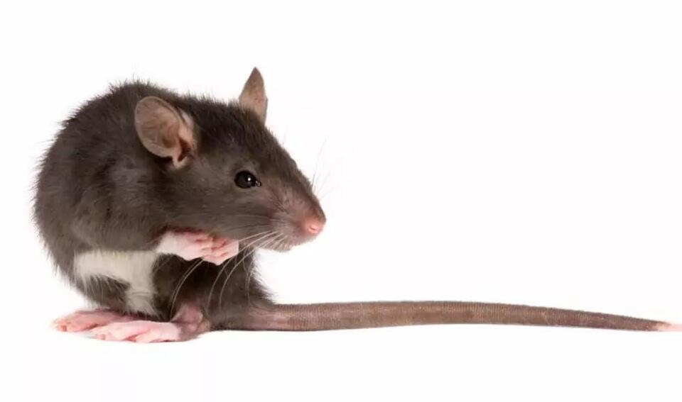 Rats Are Taking Over These These New York Hometowns - NewsBreak