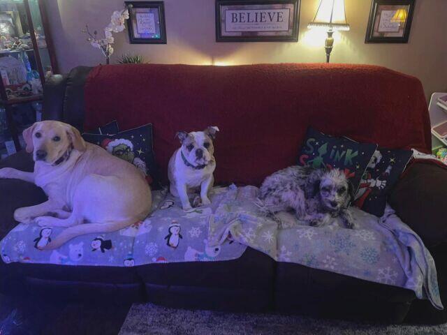 Clarksville family loses three dogs in house fire - NewsBreak