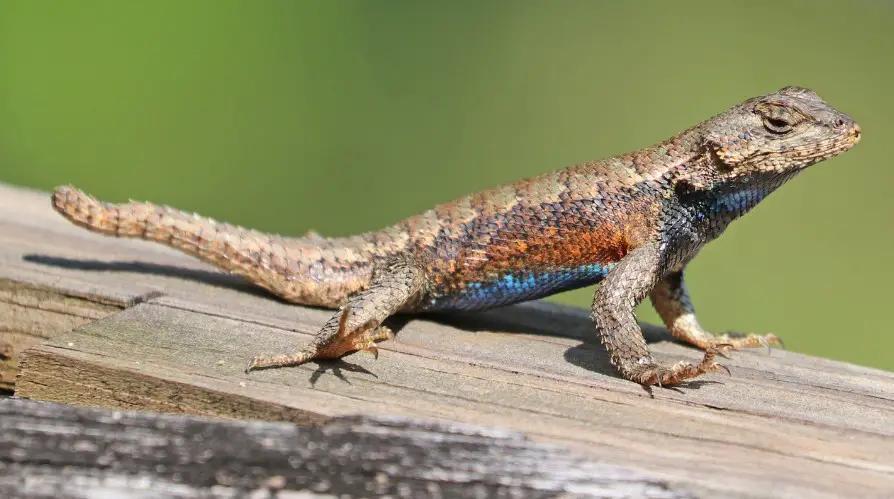 12 Types of Lizards in Virginia (With Pictures and Identification ...