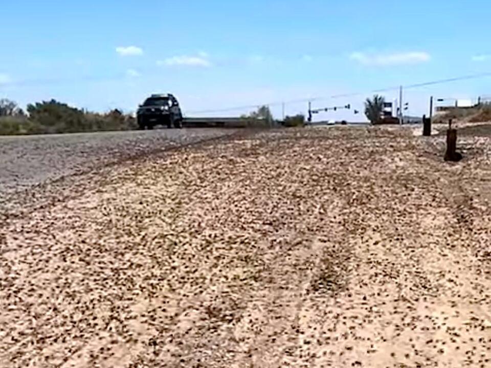 Swarms of Mormon crickets invade towns in the West