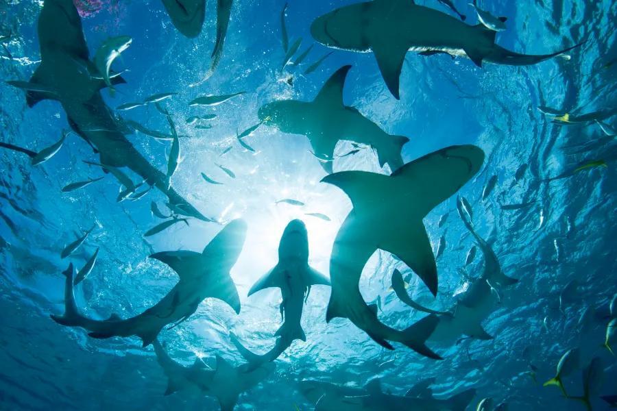 NYPD deploys drones for safety as shark sightings increase