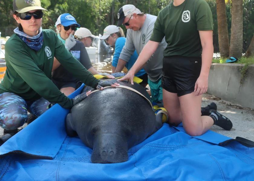 Fewer manatees died in Florida last year, but more were rescued after