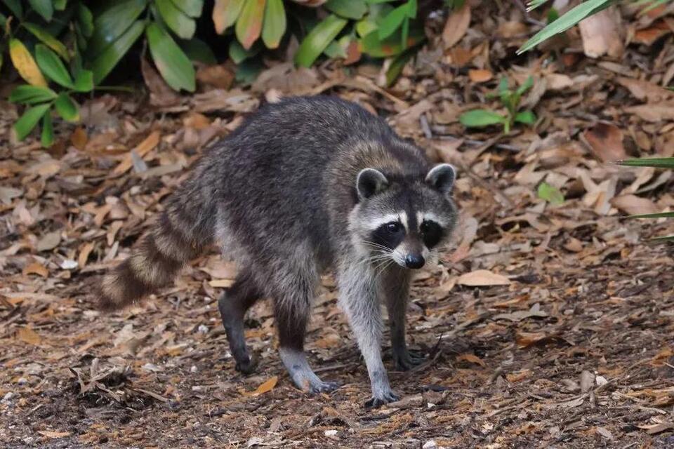 Cape May County air-dropping 30,000 rabies vaccine baits - NewsBreak
