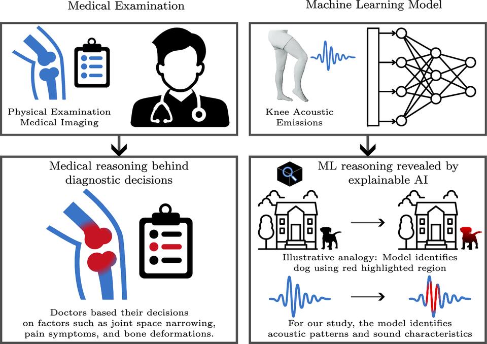 A robust and interpretable deep transfer learning framework on knee ...