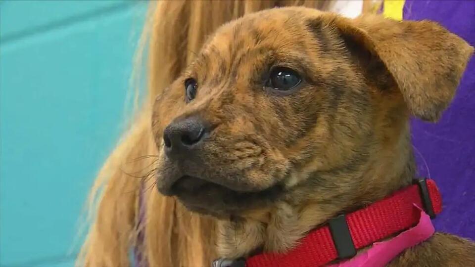Oklahoma City DOGtober Festival offers free family activities - NewsBreak