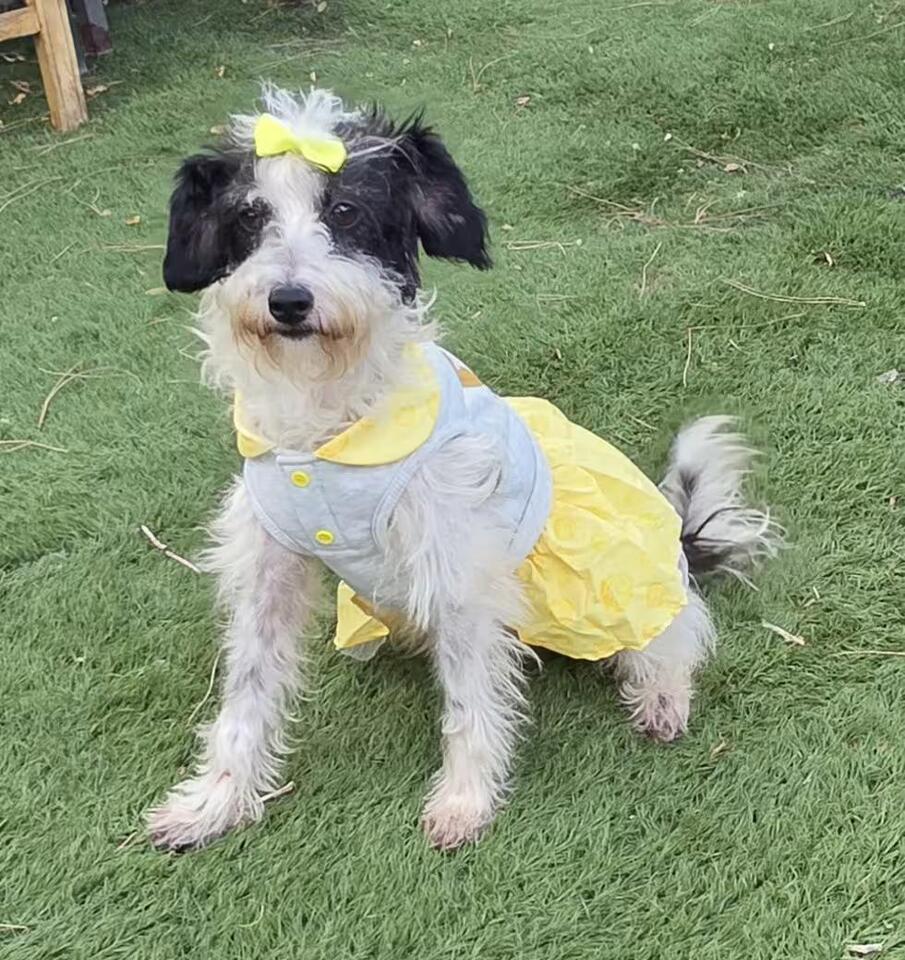 🐶 Playful, Gentle & Loyal Dogs Ready for Adoption in Fallbrook - NewsBreak