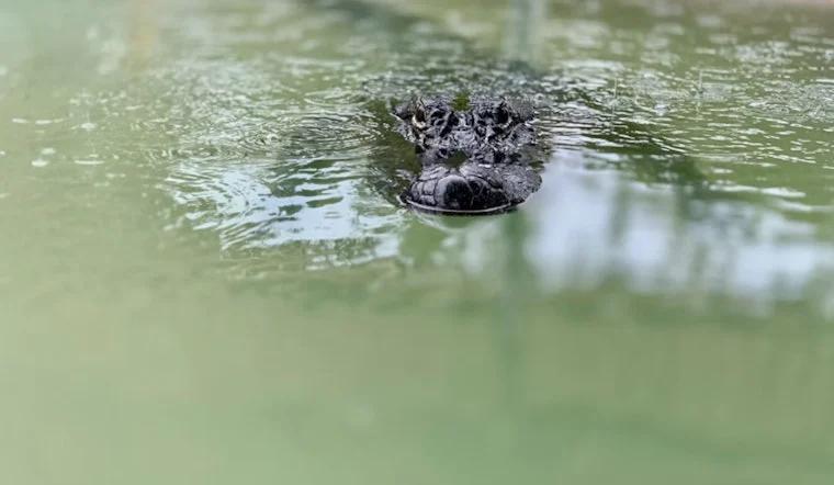 ‘Pool Gator’ Terror as 10-Foot Reptile Startles Los Fresnos Family, Triggers South Texas Alert