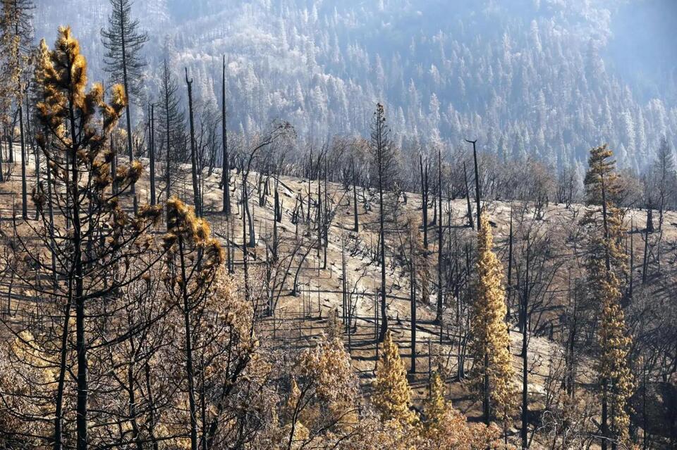 Where are California’s dead trees going? A forest advocate turned ...