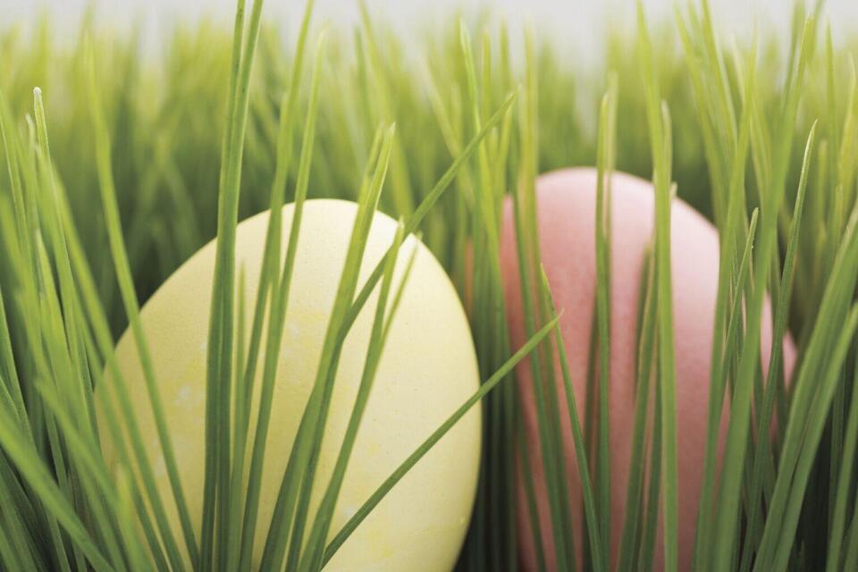Easter Egg Dying and Decorating at Old Forge Library - NewsBreak