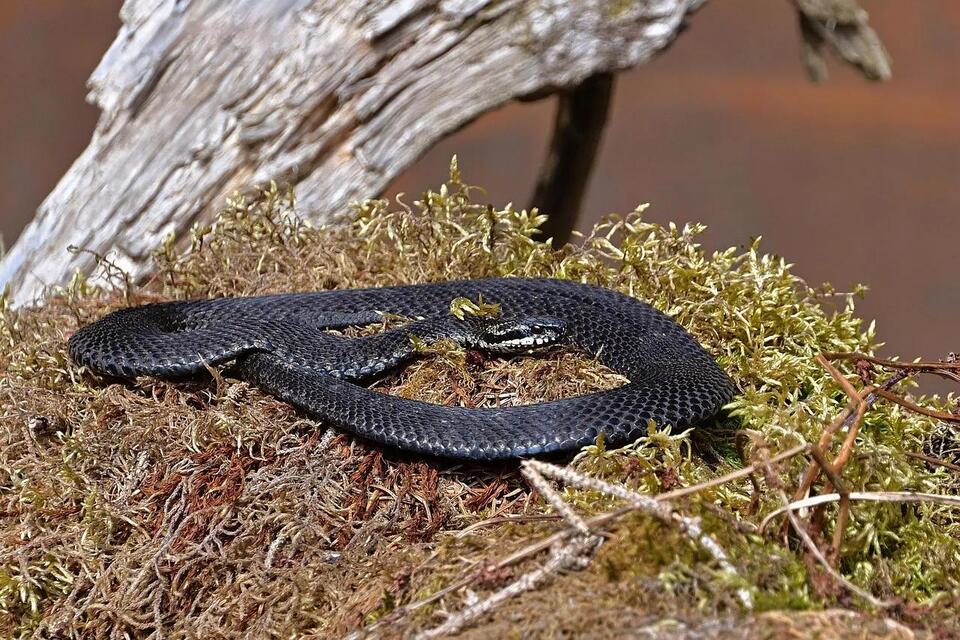 When Do Snakes Come Out in California? A Season-by-Season Safety Guide ...