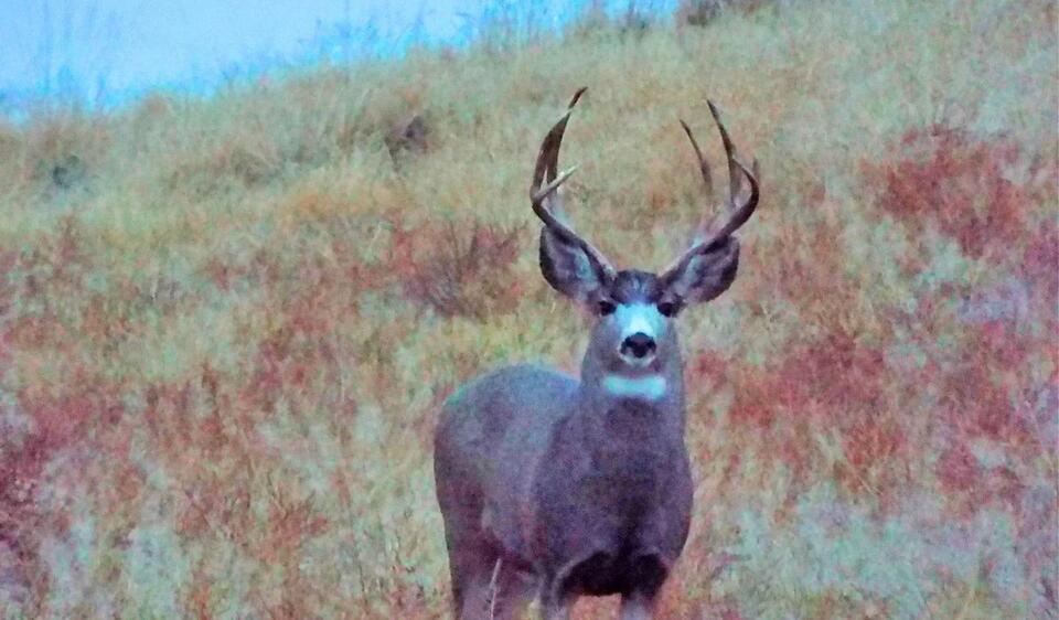 North-Central Montana Hunting Regulation Changes Explained - NewsBreak