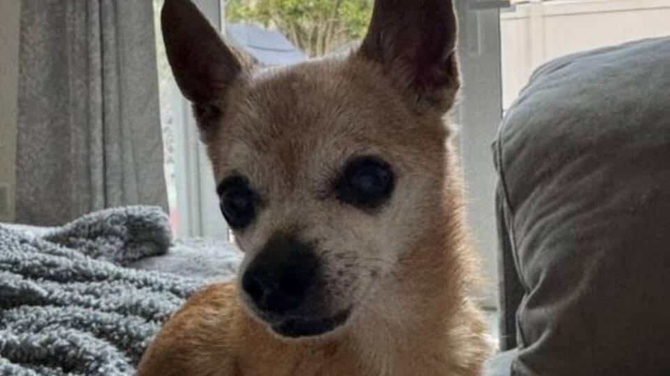 A senior Chihuahua dog named Prince is looking for his forever love