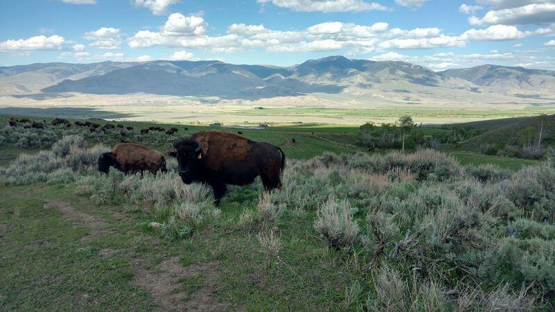 Bison Graze The Pastures At Blackhorn Bison Ranch In Lemhi, Idaho ...