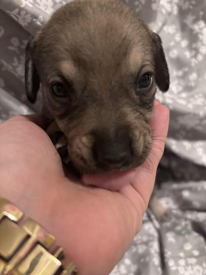 🐶 Playful Lab Mix Puppies Ready for Adoption in Florissant - NewsBreak