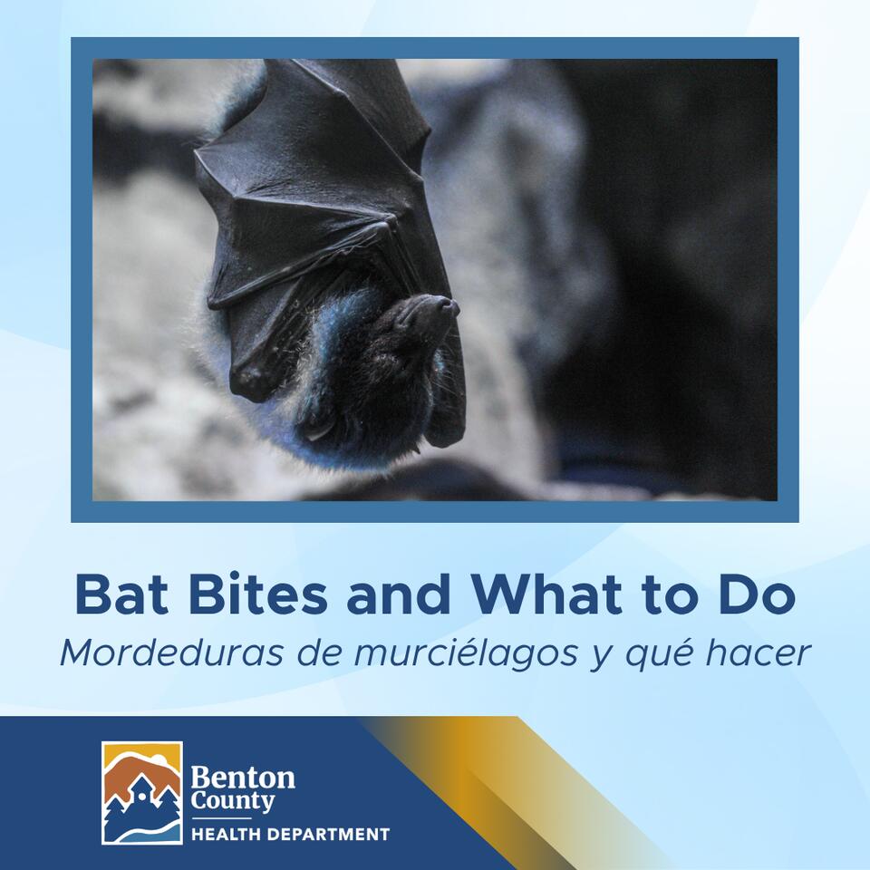 ⚠️ First rabid bat of 2026 confirmed in Benton County - NewsBreak