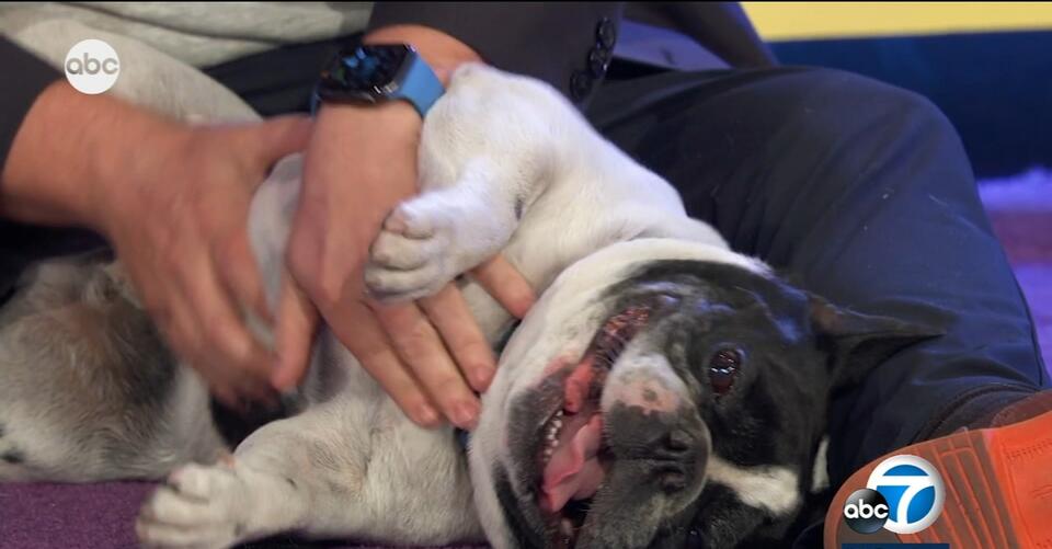 Adorable animals take the spotlight, help raise funds for shelters in