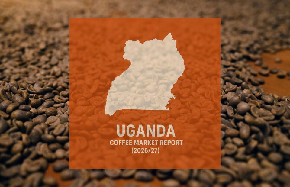 Uganda Coffee Report: Production Steady but Government Signals Strategy ...