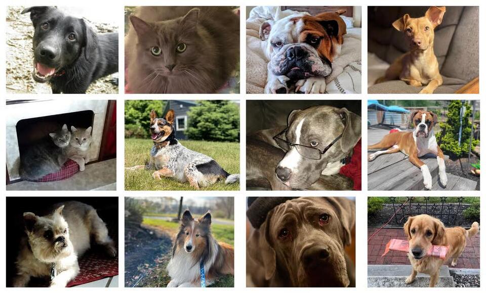 Pet of the Week … Is yours next?