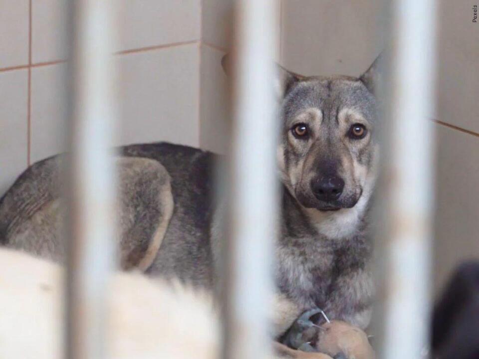 Daviess County Animal Shelter needs your help