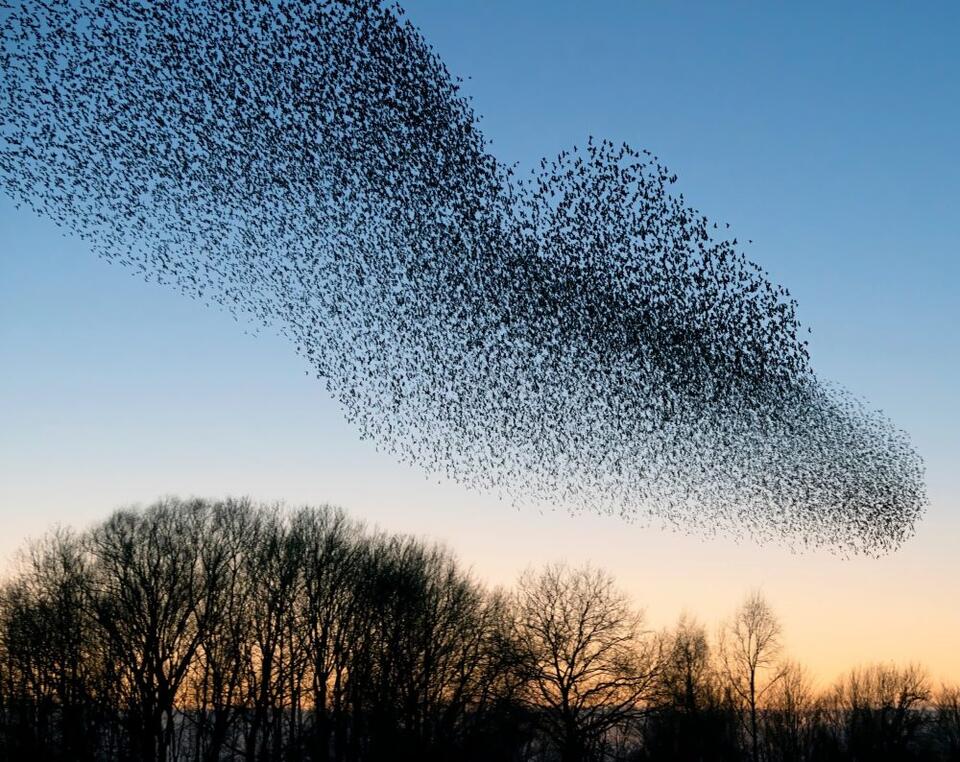 Animal swarms are revealing a new kind of intelligence - NewsBreak