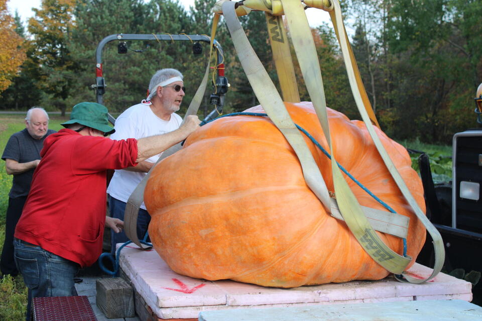 Risch grows his largest pumpkin - NewsBreak