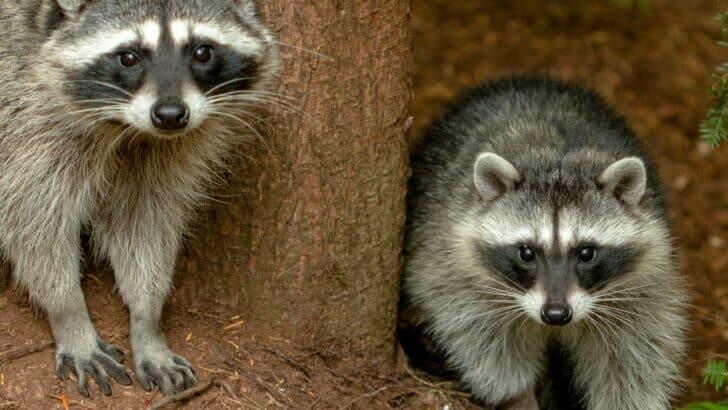 Feeding Wildlife? Here’s Why It’s a Bad Idea for Animals and Humans