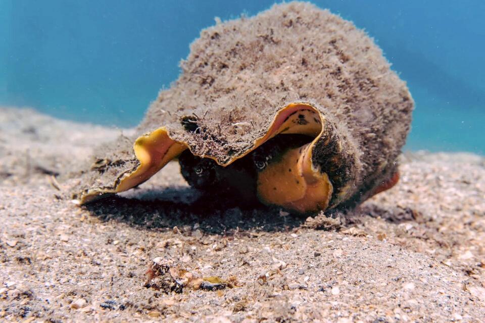 Florida Keys' queen conch remains threatened as lawsuit says missed ...