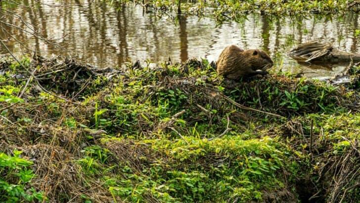 How Beavers Are Helping Rebuild Ecosystems - NewsBreak