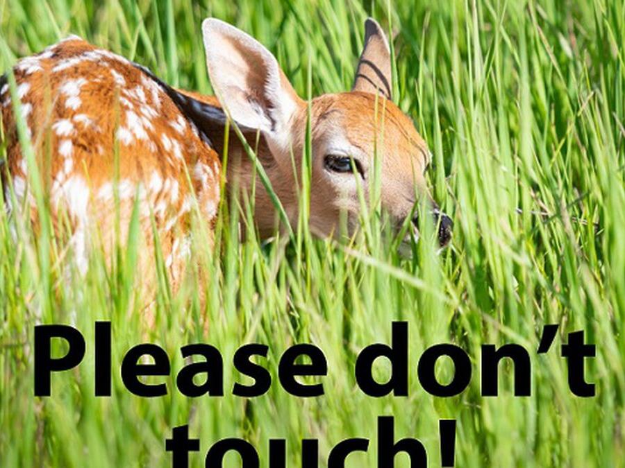 Wildlife Center urges public to leave fawn Whitetail deer alone