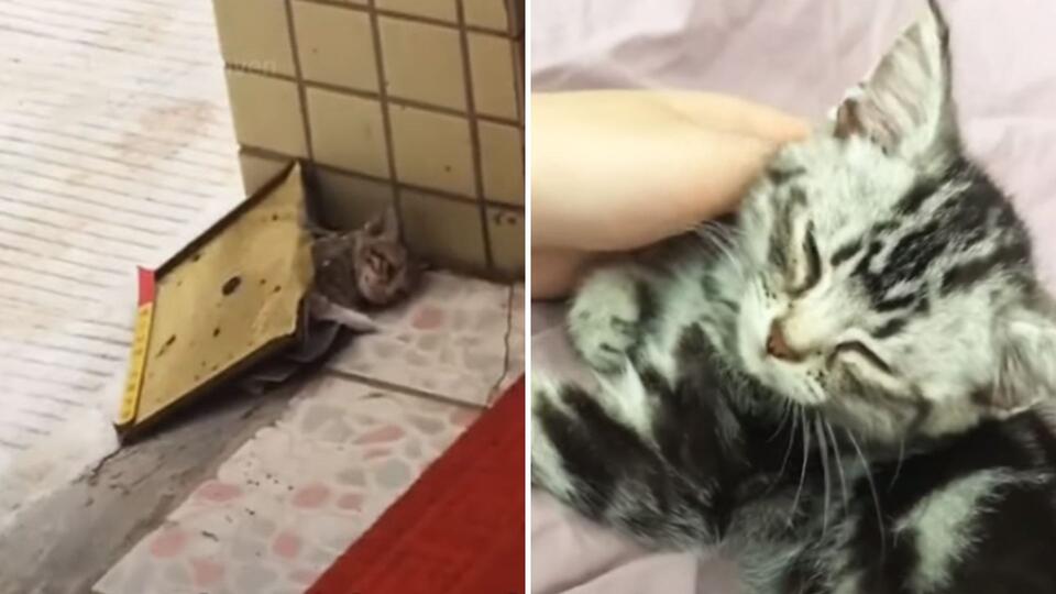 Tiny Kitten Got Stuck In A Glue Trap And His Mama Came Up With The Most ...