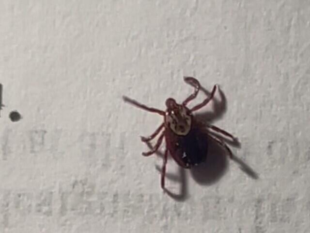 A spike in Lyme Disease cases have dog owners preparing for ticks ...