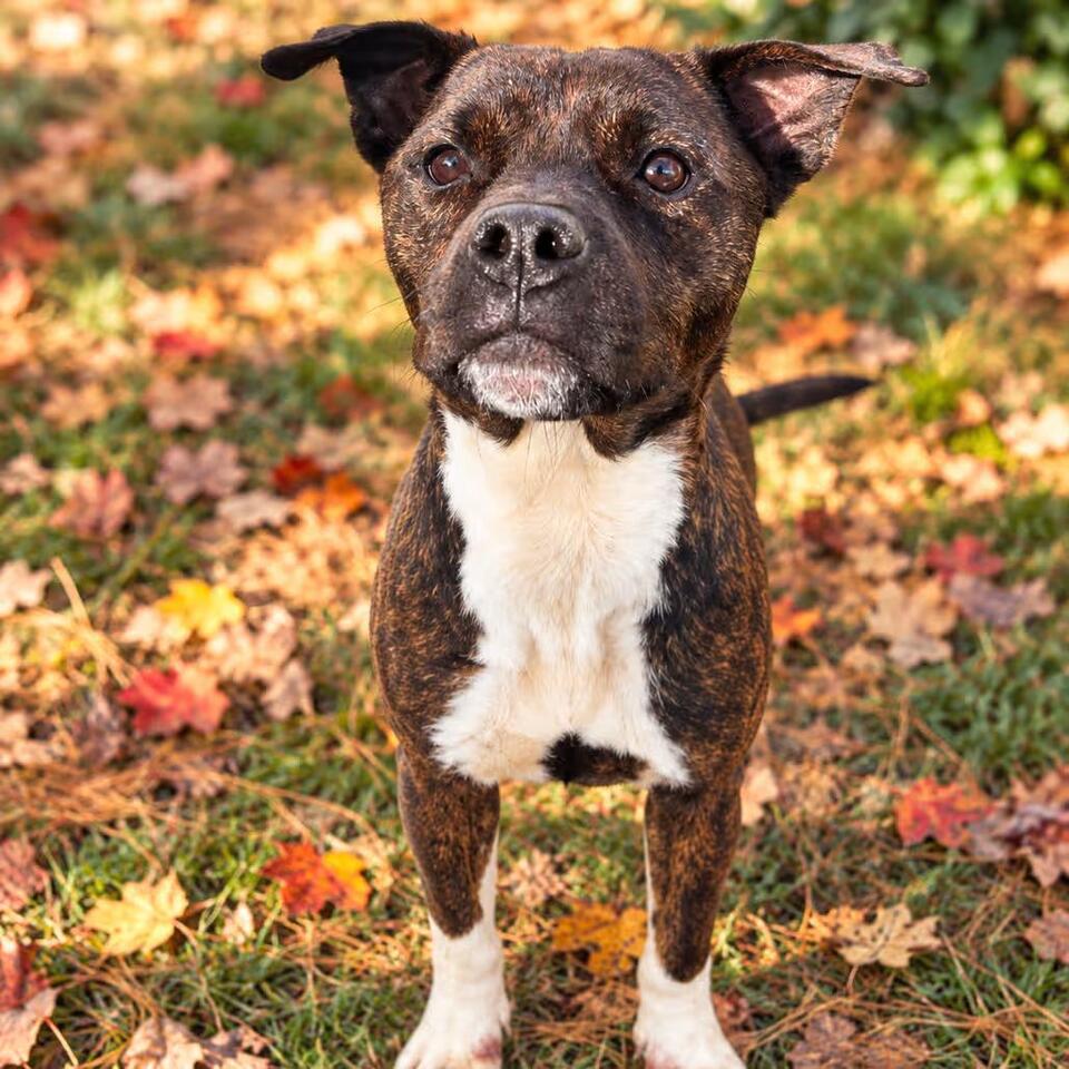 🐶 Playful, Gentle & Loyal Dogs Ready for Adoption in Hopkinton - NewsBreak