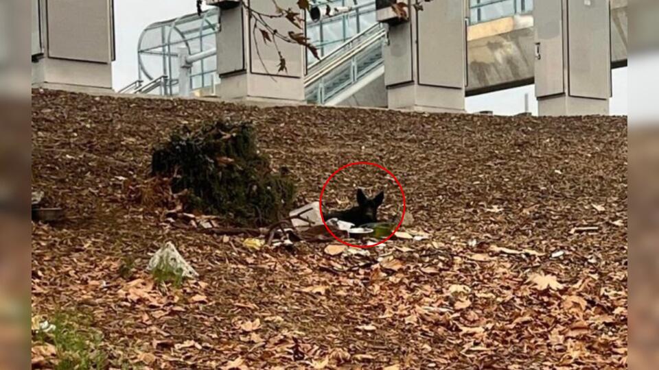 California Driver Spots Two Black Ears In The Bushes Beside A Busy Freeway Exit