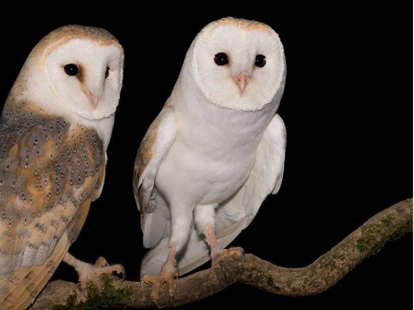 7 Owls that Live in (and Where You’re Likely to See Them)
