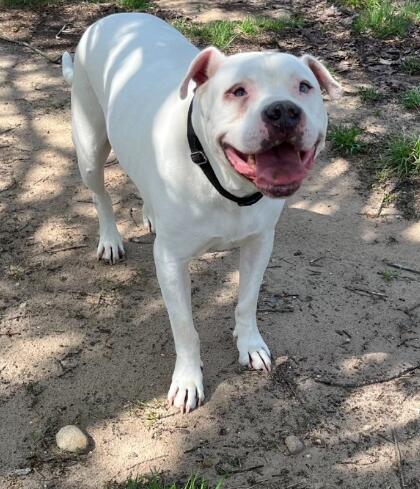 Find Your Furrever Friend at the Animal Rescue Coalition of Mecosta