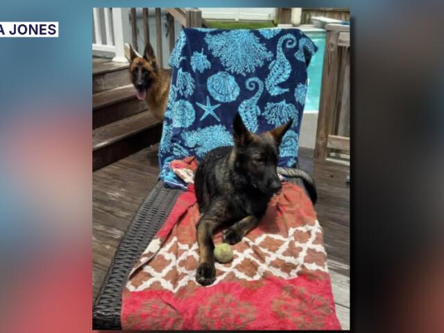 Dog missing after construction material falls on car in Virginia Beach ...