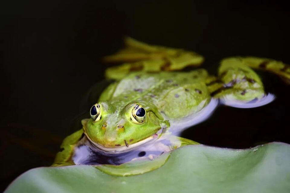 Types of Frogs in Sydney: Your Guide to 14 Native Species - NewsBreak
