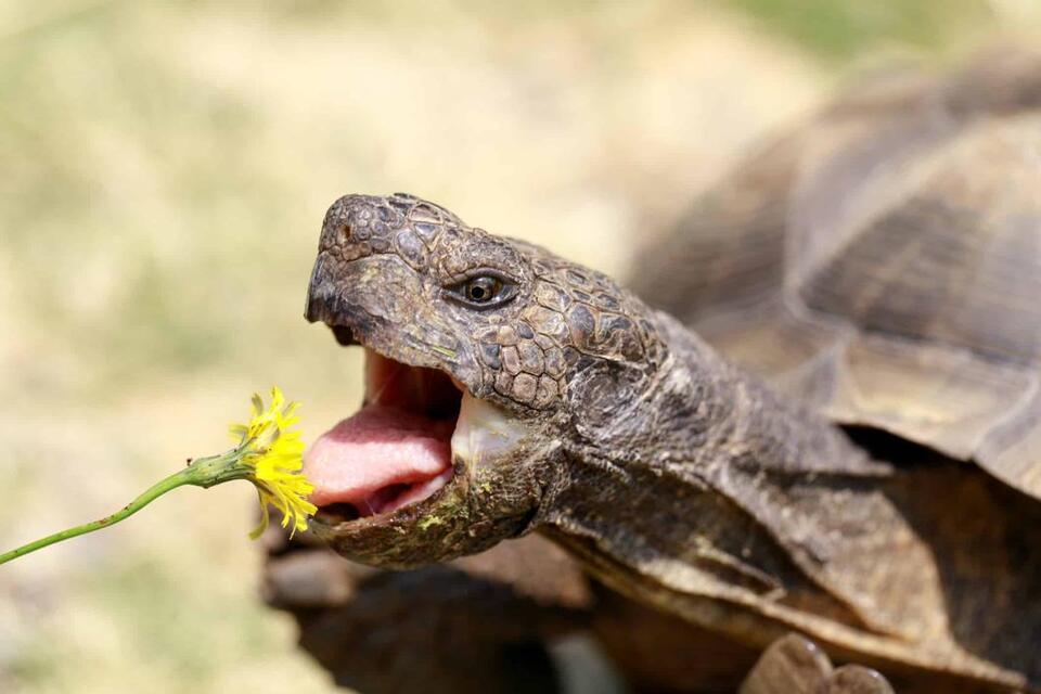 This Tortoise Broke a 37-Year-Old Record at Just 0.62 MPH - NewsBreak